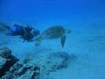 Hawaii Scuba divng 34