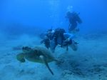 Hawaii Scuba divng 36