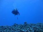 Hawaii Scuba divng 51