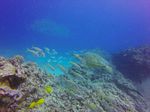 Hawaii Scuba divng 54