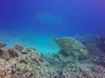 Hawaii Scuba divng 56