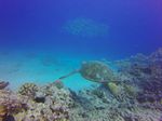 Hawaii Scuba divng 56