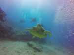 Hawaii Scuba divng 58