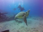 Hawaii Scuba divng 59