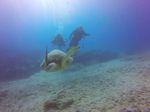 Hawaii Scuba divng 61