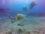 Hawaii Scuba divng 62