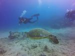 Hawaii Scuba divng 63