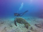 Hawaii Scuba divng 64