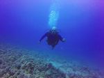 Hawaii Scuba divng 80