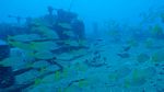 Hawaii Scuba divng 25