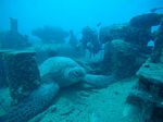 Hawaii Scuba divng 30