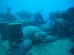 Hawaii Scuba divng 31