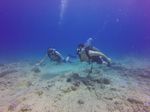 Hawaii Scuba divng 17