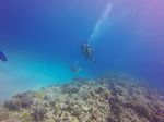 Hawaii Scuba divng 18