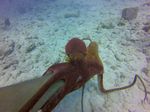 Hawaii Scuba divng 32