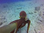 Hawaii Scuba divng 33