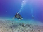 Hawaii Scuba divng 03