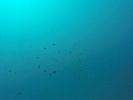 Hawaii Scuba divng 08