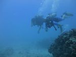 Hawaii Scuba divng 28