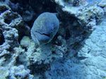 Hawaii Scuba divng 36