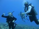 Hawaii Scuba divng 12