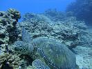 Hawaii Scuba divng 31