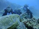 Hawaii Scuba divng 35