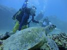 Hawaii Scuba divng 36