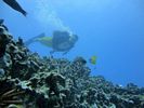 Hawaii Scuba divng 41