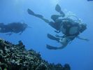 Hawaii Scuba divng 45