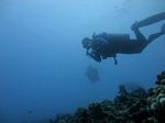 Hawaii Scuba divng 13