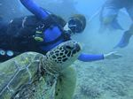 Hawaii Scuba divng 23