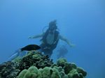 Hawaii Scuba divng 02