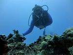 Hawaii Scuba divng 04