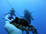 Hawaii Scuba divng 56