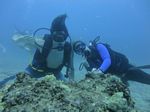 Hawaii Scuba divng 07