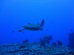 Hawaii Scuba divng 17