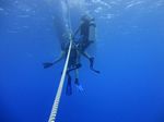 Hawaii Scuba divng 32