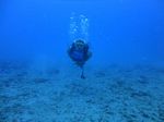 Hawaii Scuba divng 37