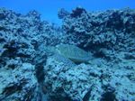 Hawaii Scuba divng 51