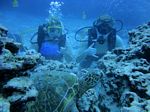 Hawaii Scuba divng 52