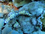 Hawaii Scuba divng 61