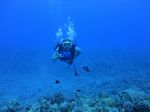 Hawaii Scuba divng 62