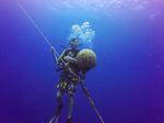 Hawaii Scuba divng 69