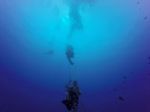 Hawaii Scuba divng 71