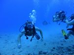 Hawaii Scuba divng 11