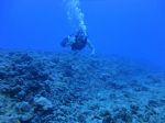 Hawaii Scuba divng 15