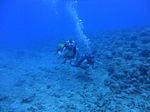 Hawaii Scuba divng 16