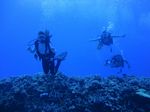 Hawaii Scuba divng 20