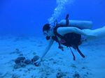 Hawaii Scuba divng 36